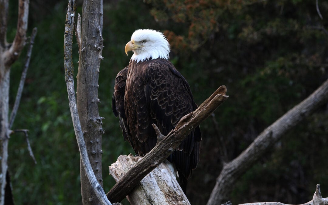 Eagle
